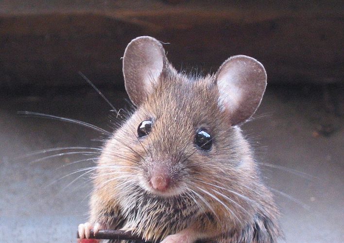Cara Agar Tanaman Tidak Dimakan Tikus