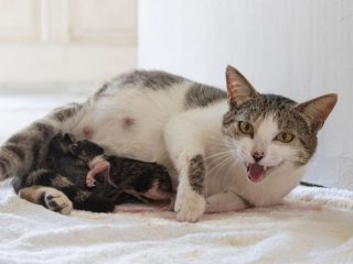 3 Ciri-Ciri dan Tanda Kucing Hamil Palsu