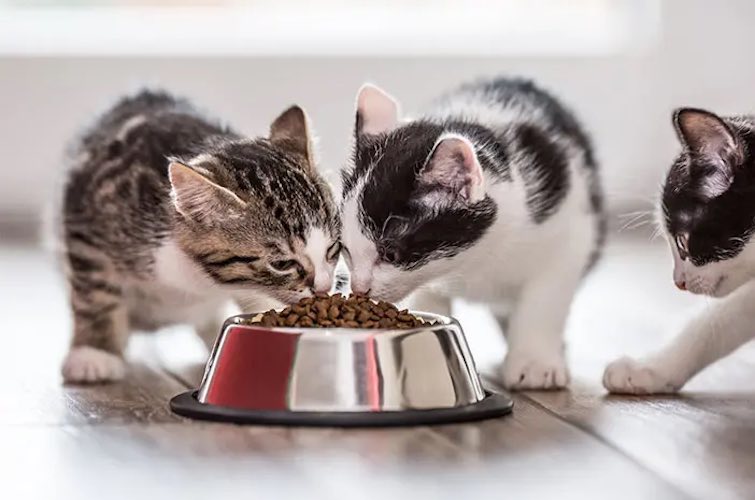 Cara Mencampur Makanan Basah dan Kering Kucing