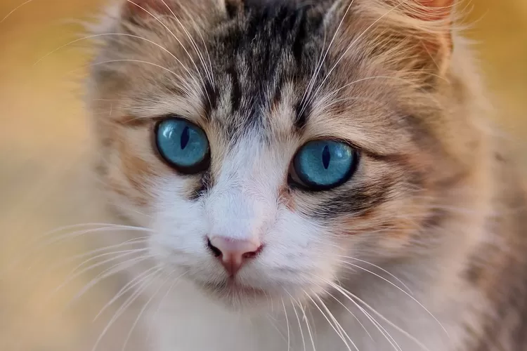 Cara Mengobati Mata Kucing Berair dan Belekan