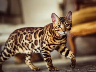 Apakah Scabies Kucing Menular ke Manusia?