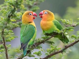 Cara Menjinakkan Burung Lovebird yang Sudah Dewasa