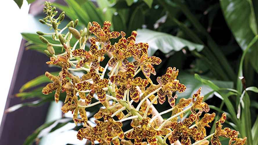 Bunga Langka di Indonesia