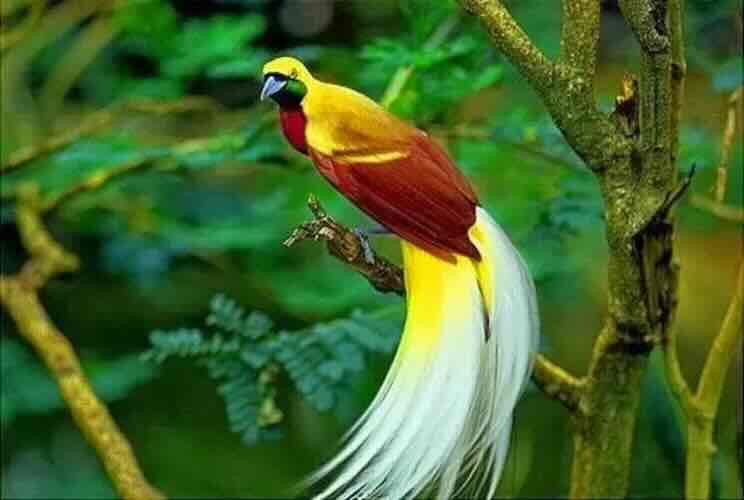 Burung Khas Yang Ada Papua