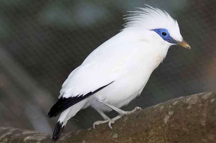 Keunikan Burung Jalak Bali Yang Terancam Punah