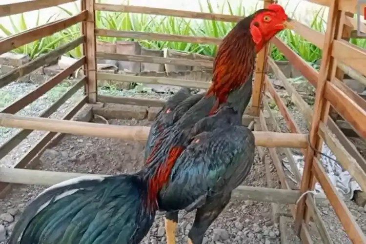 Manfaat Tetes Tebu Untuk Ayam Bangkok