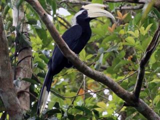 8 Burung Khas Yang Hidup di Pulau Kalimantan