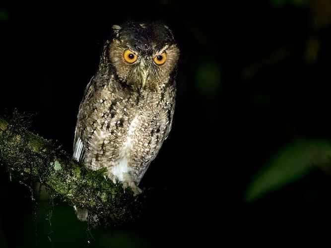 10 Burung Khas Yang Ada di Sumatera
