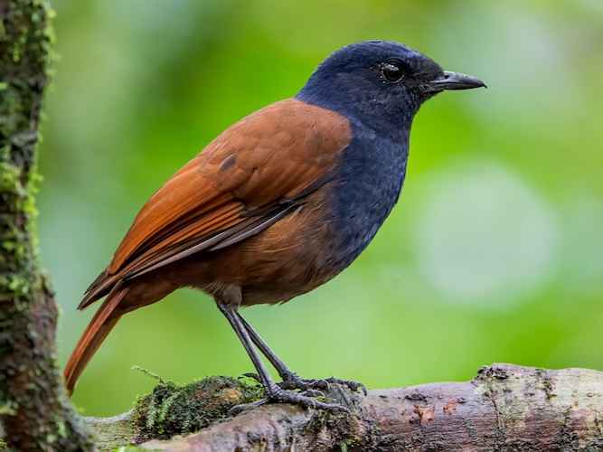 10 Burung Khas Yang Ada di Sumatera