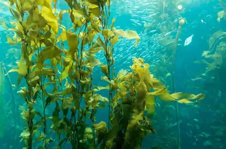 Tumbuhan yang Hidup di Air Laut