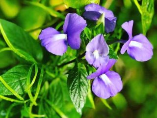 10 Manfaat Bunga Telang Untuk Kesehatan