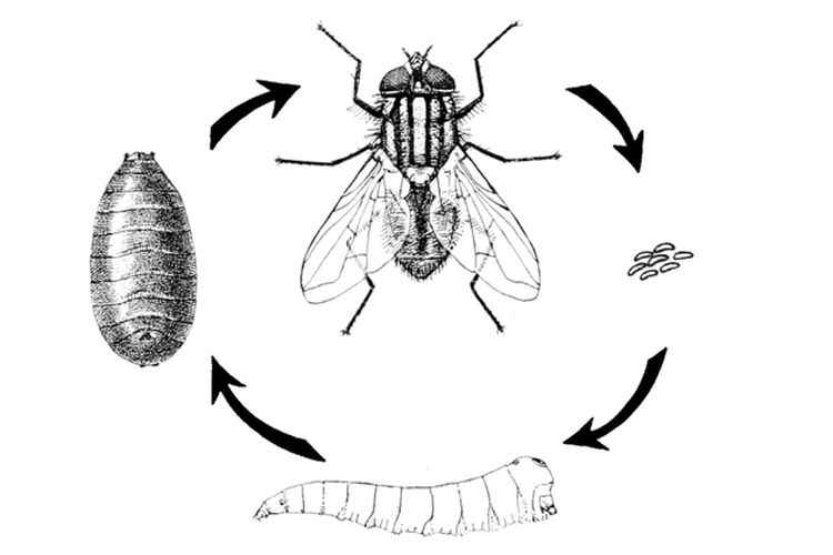Apakah Lalat Mengalami Metamorfosis?